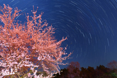 豊房の桜と昇る北斗七星