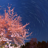 豊房の桜と昇る北斗七星