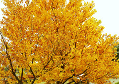 秋の倉吉未来中心