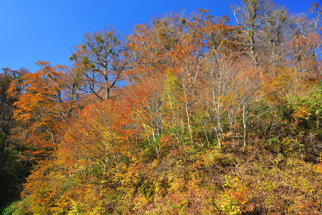 晩秋の大山紅葉