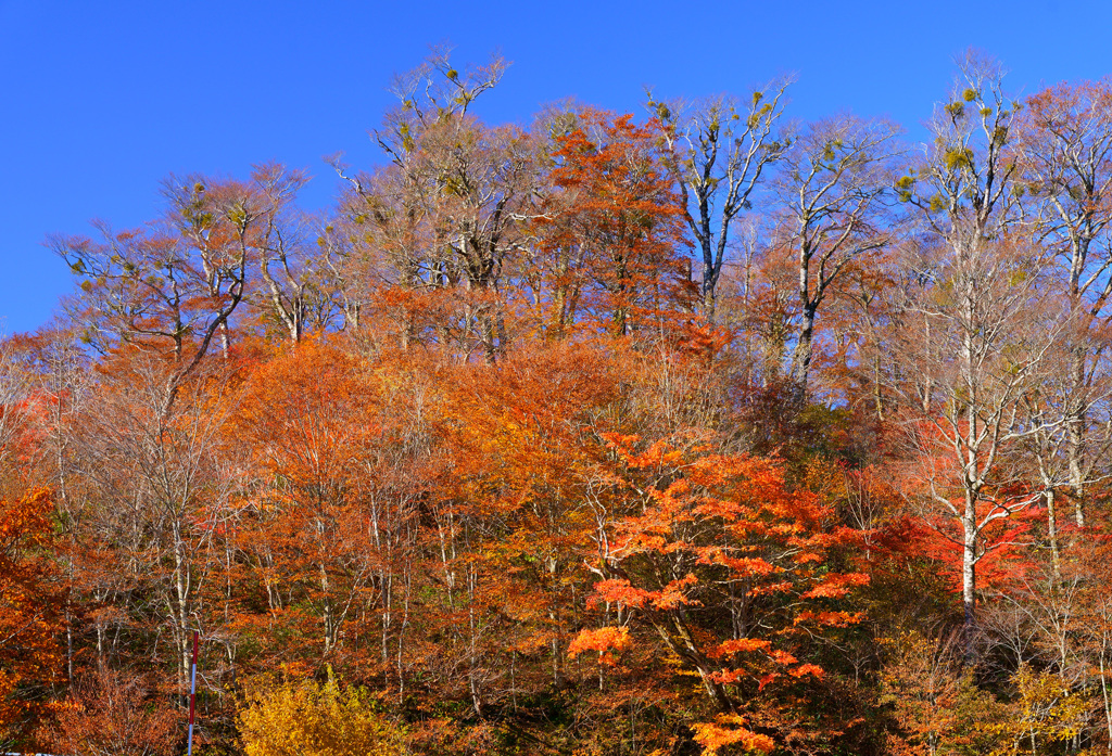 紅葉の裏大山