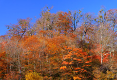 紅葉の裏大山