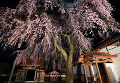 極楽寺のしだれ桜