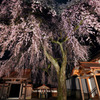 極楽寺のしだれ桜