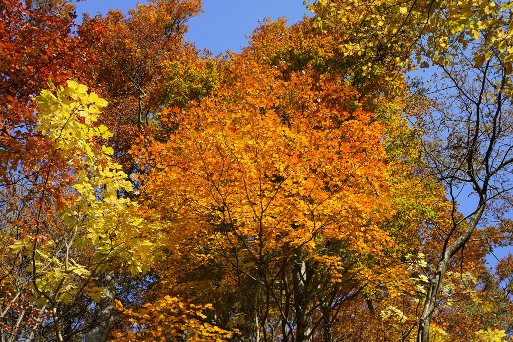 2023.11.3 大山紅葉