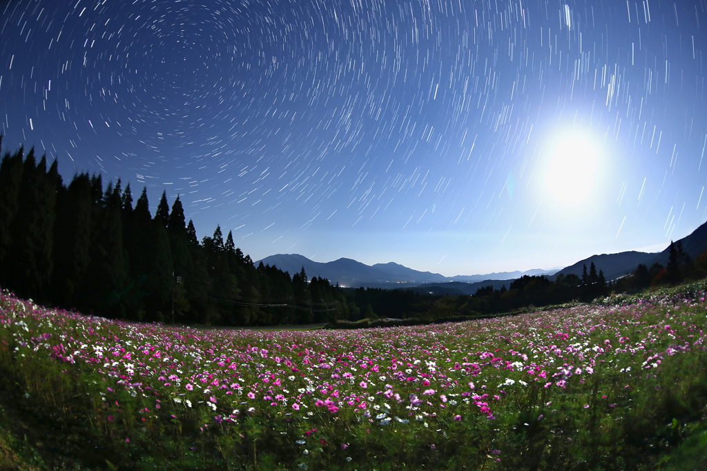 月夜のコスモスと蒜山高原