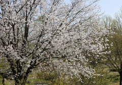 春の花回廊