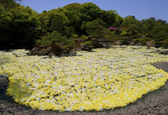 黄色の池泉牡丹