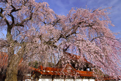 極楽寺の枝垂桜