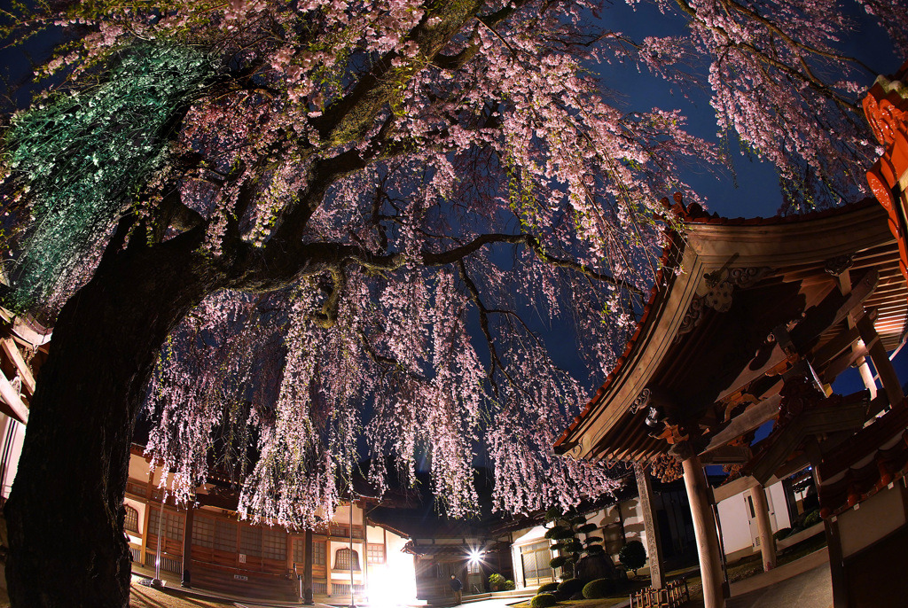 極楽寺のしだれ桜
