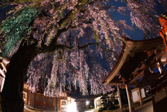 極楽寺のしだれ桜