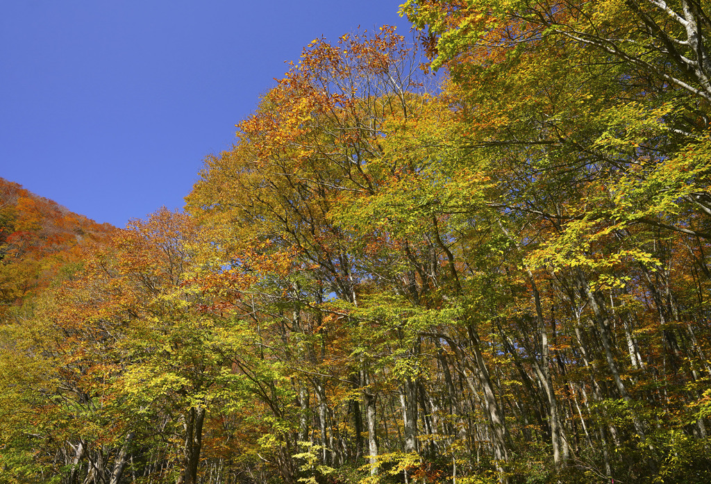 紅葉の裏大山