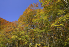 紅葉の裏大山