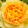 Yellow Rose