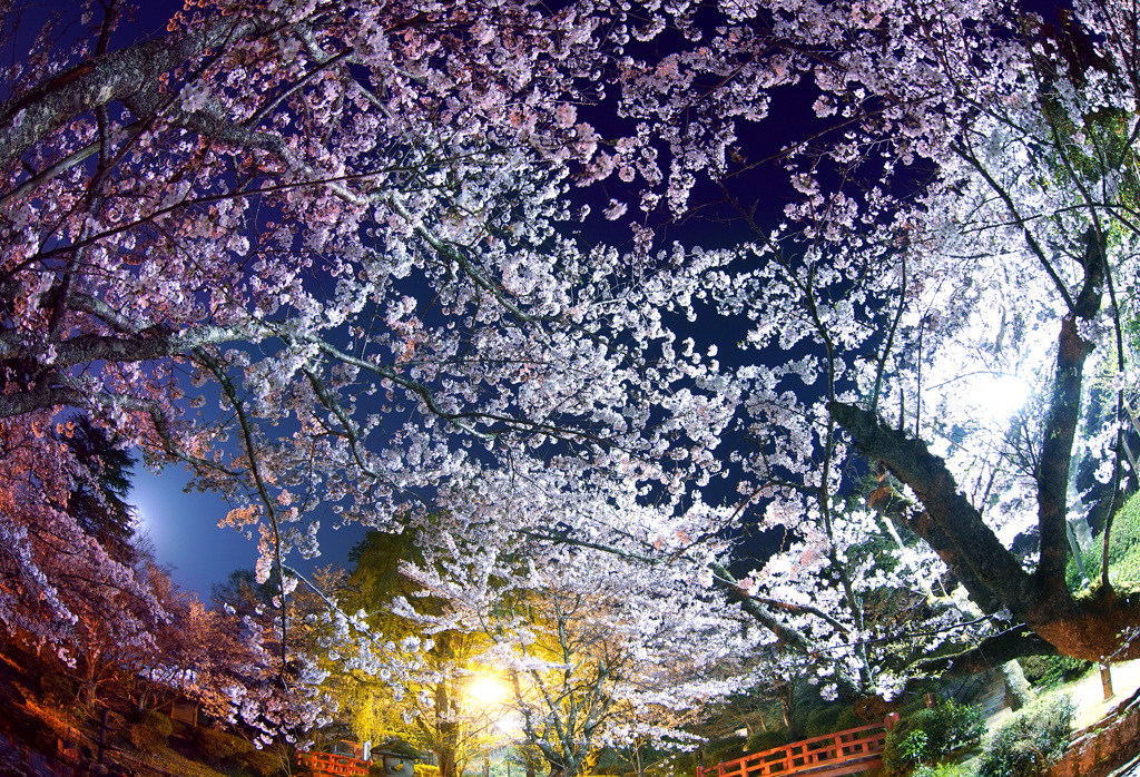 打吹公園 夜桜