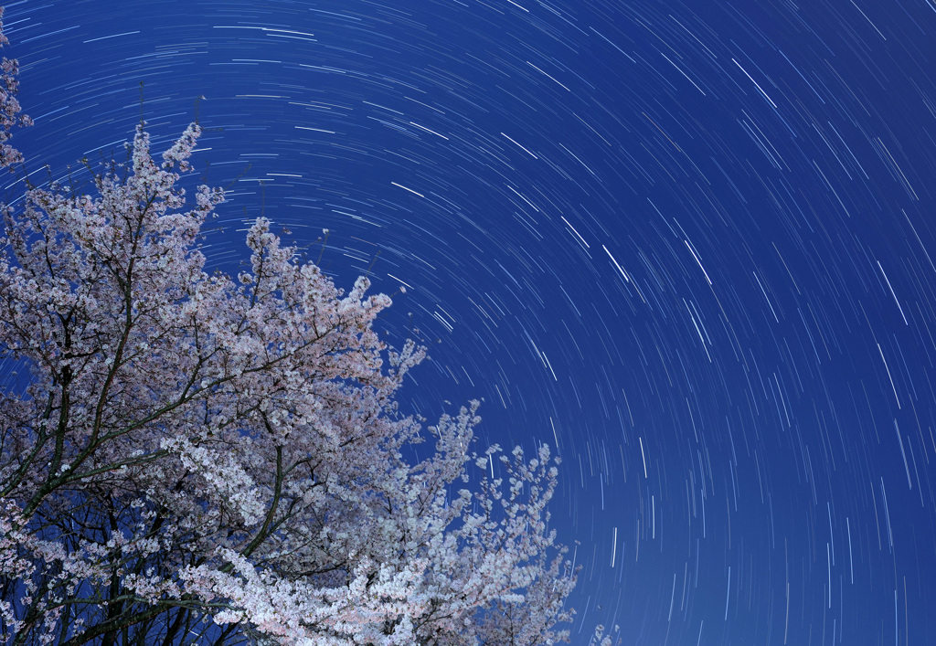 月夜の桜と北斗七星