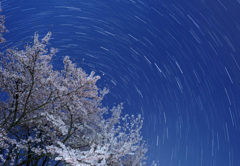 月夜の桜と北斗七星