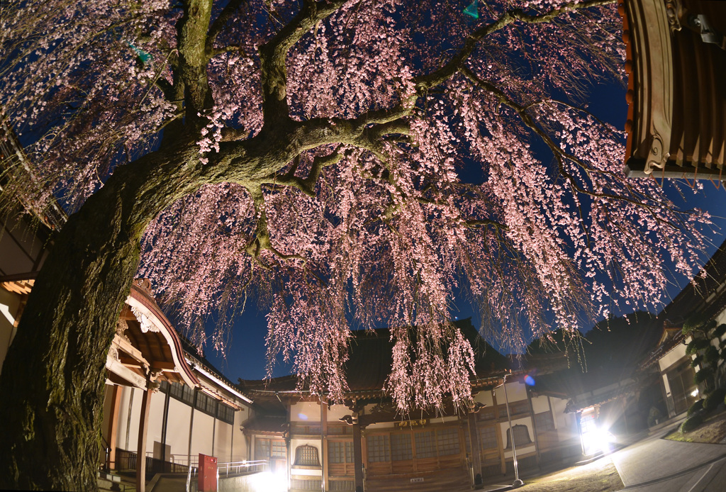 極楽寺の枝垂れ桜