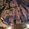 極楽寺の枝垂れ桜