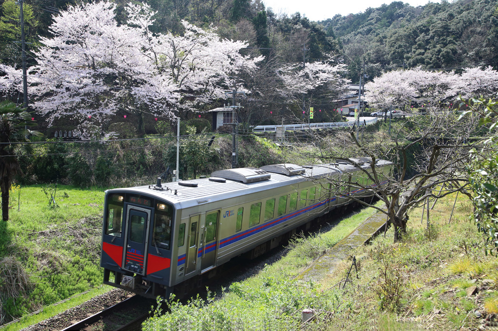 桜の頃の山陰本線