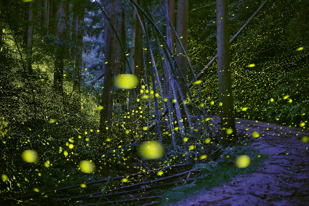 ヒメボタルの森