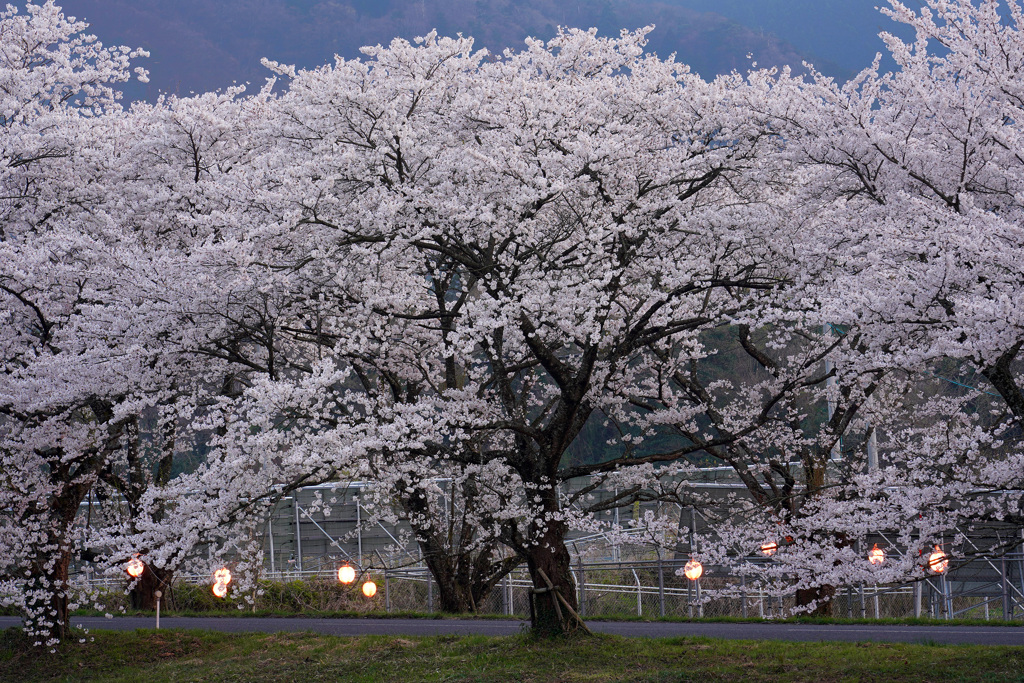 豊房の桜