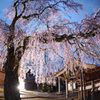 極楽寺のしだれ桜