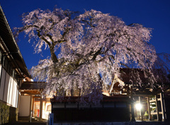 極楽寺のしだれ桜