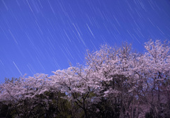 月夜の桜と沈むふたご座
