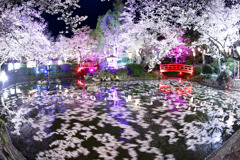 落花の羽衣池