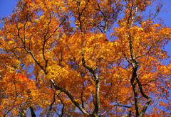 大山紅葉の森