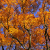 大山紅葉の森