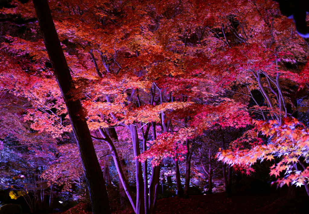 由志園紅葉