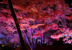 由志園紅葉