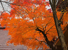 大山寺紅葉