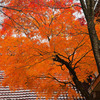 大山寺紅葉