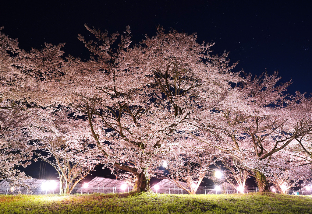 大山町豊房の桜