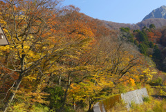 大山紅葉