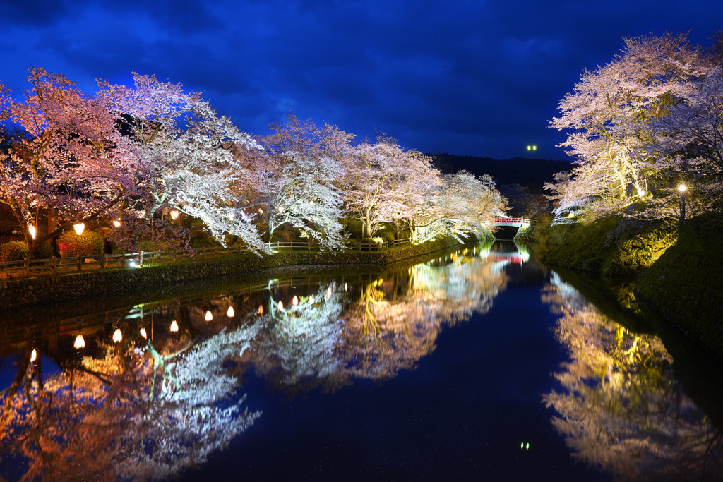 鹿野城の夜桜