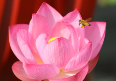 花に誘われて