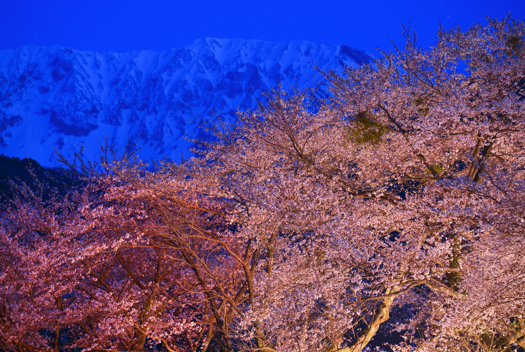 大山と豊房の夜桜