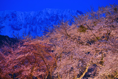 大山と豊房の夜桜