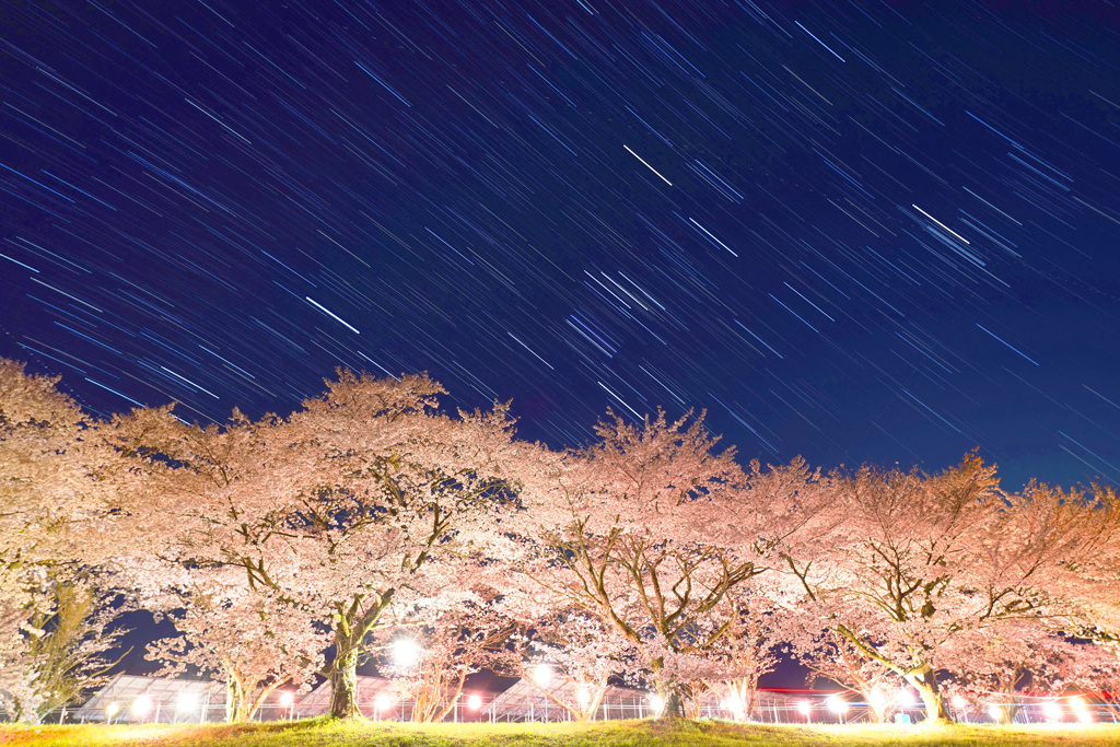 豊房の桜と沈むオリオン座