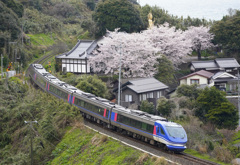 大宝寺の桜とスーパーはくと