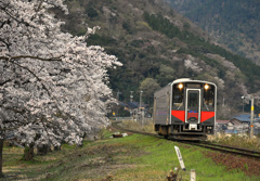 大岩駅の桜と普通列車