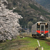 大岩駅の桜と普通列車