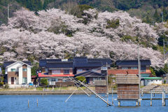 東郷湖の春