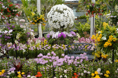 とっとり花回廊
