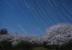月夜の桜と冬の大三角