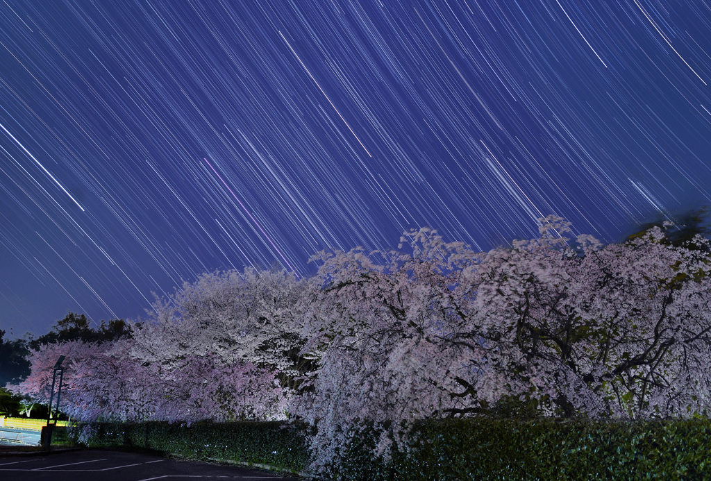 枝垂れ桜と沈むオリオン座